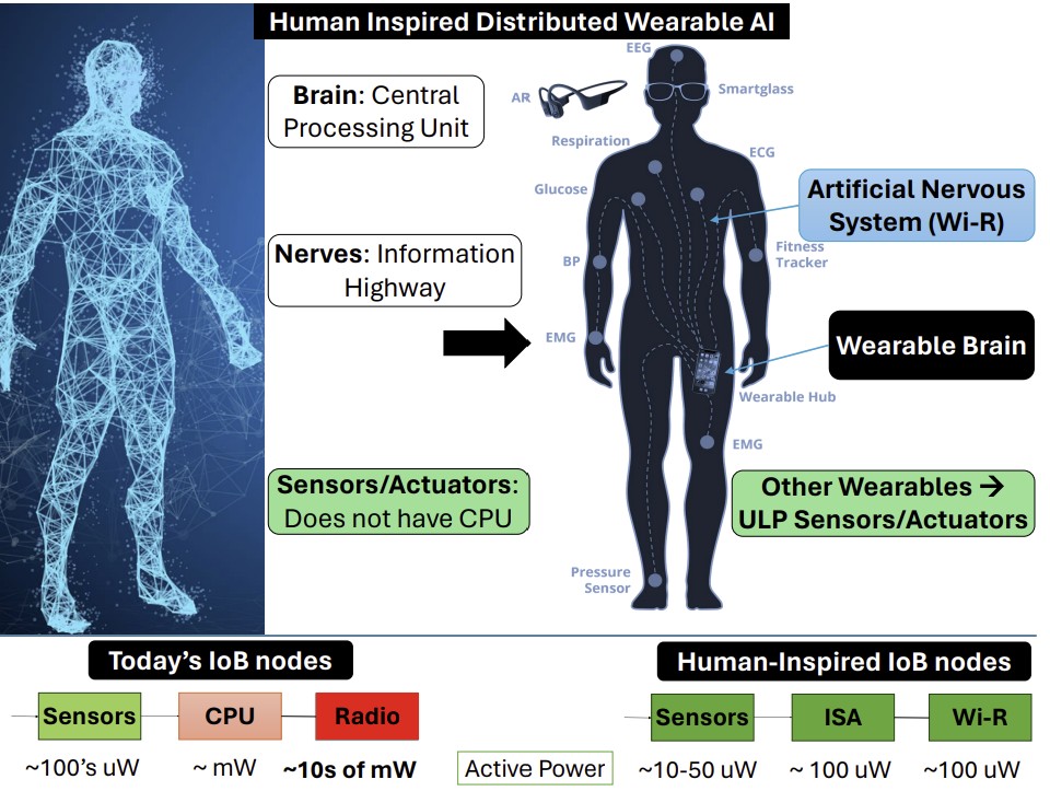 Human-Inspired Distributed Wearable AI